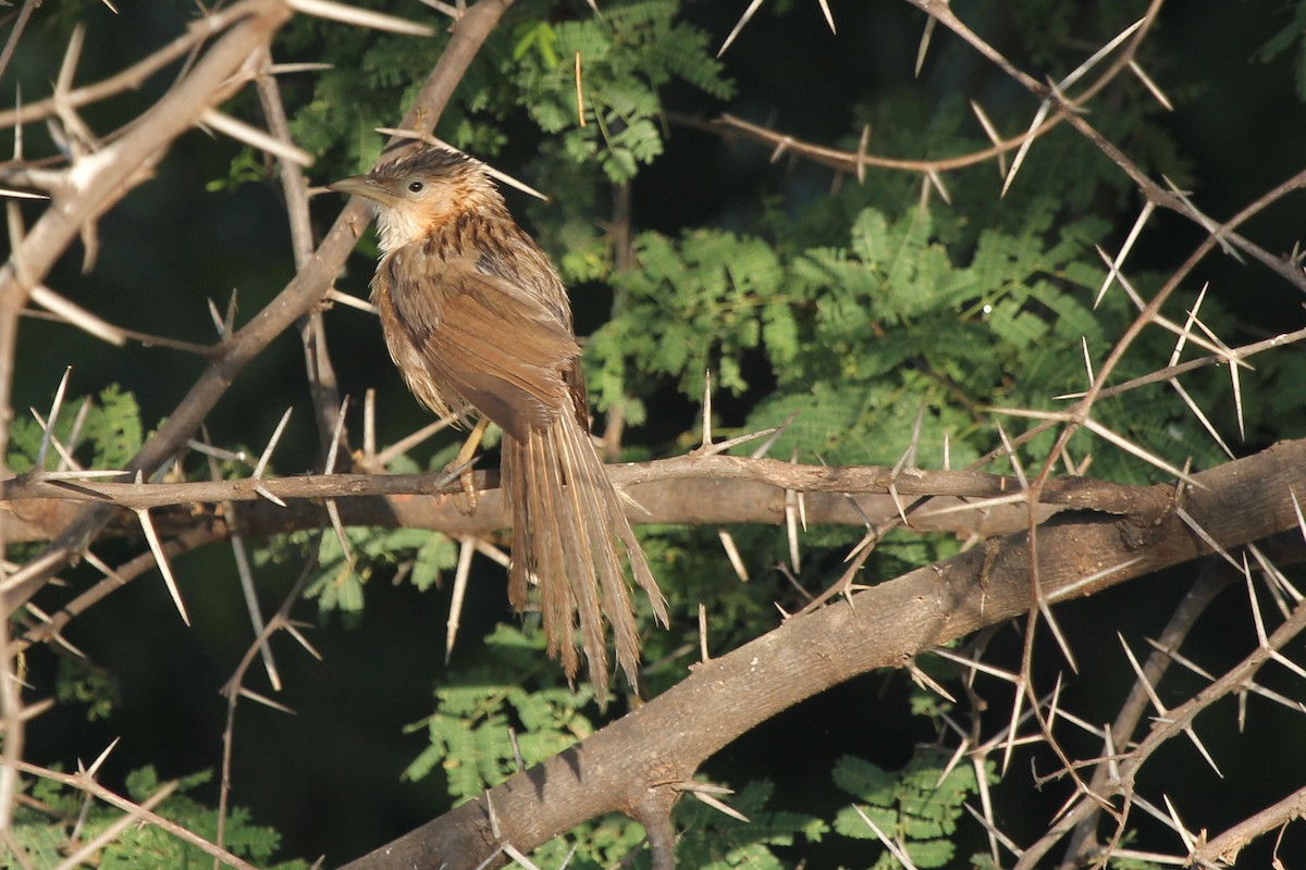 Common Babbler - ML643137467