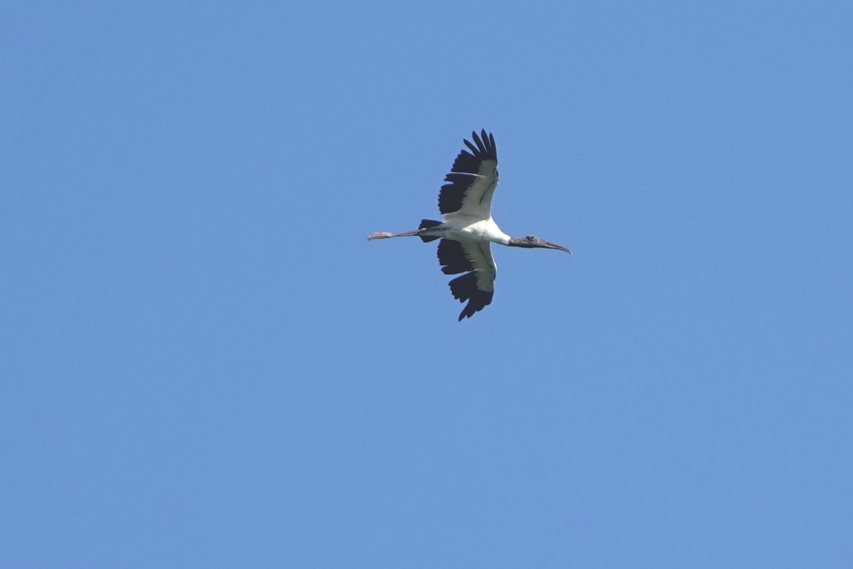 Wood Stork - ML643137470