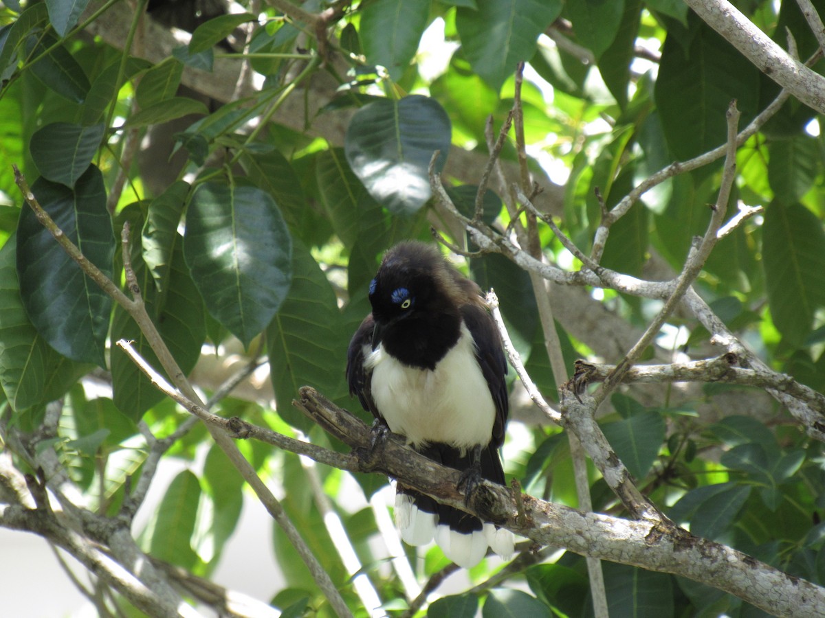 Black-chested Jay - ML643137530