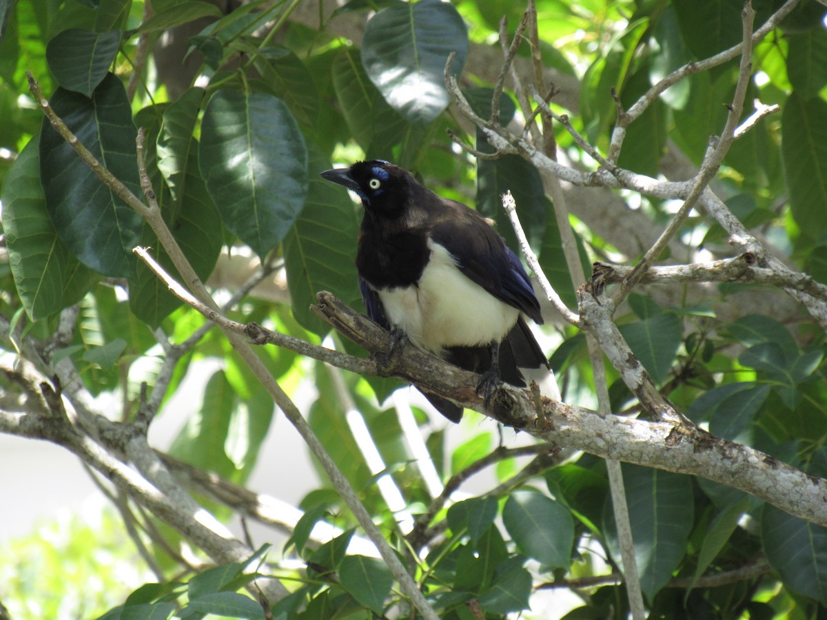Black-chested Jay - ML643137531