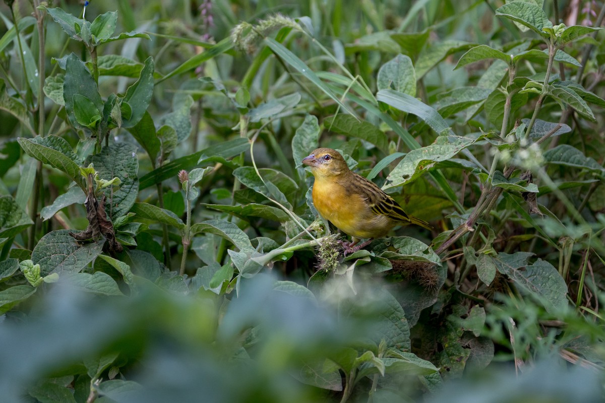 Golden-backed Weaver - ML643137545