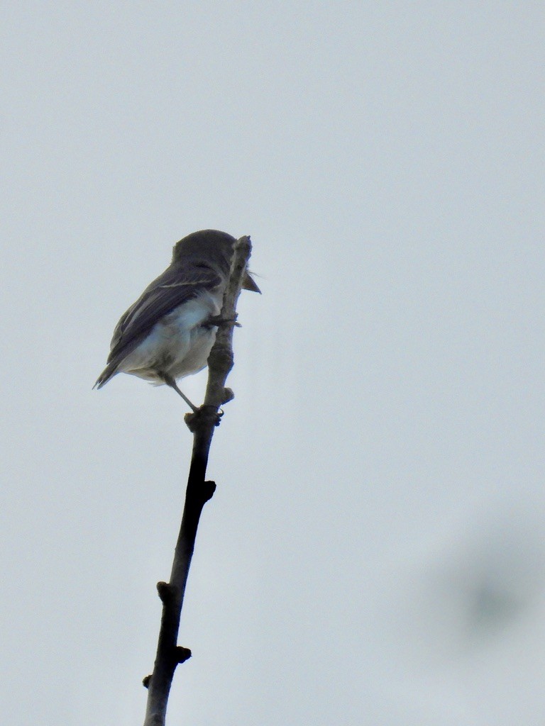 Asian Brown Flycatcher - ML643137564
