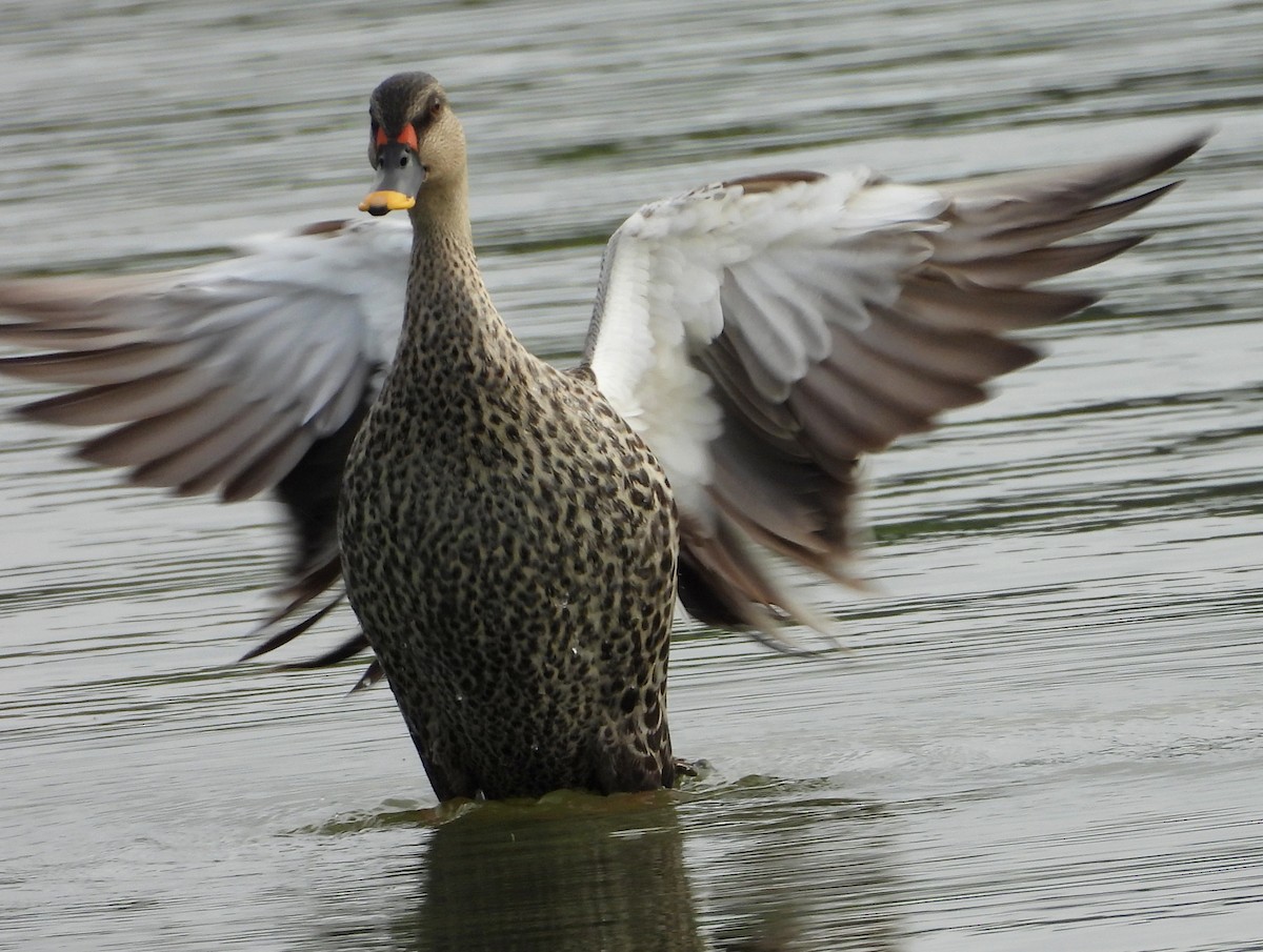 Indian Spot-billed Duck - ML643137599