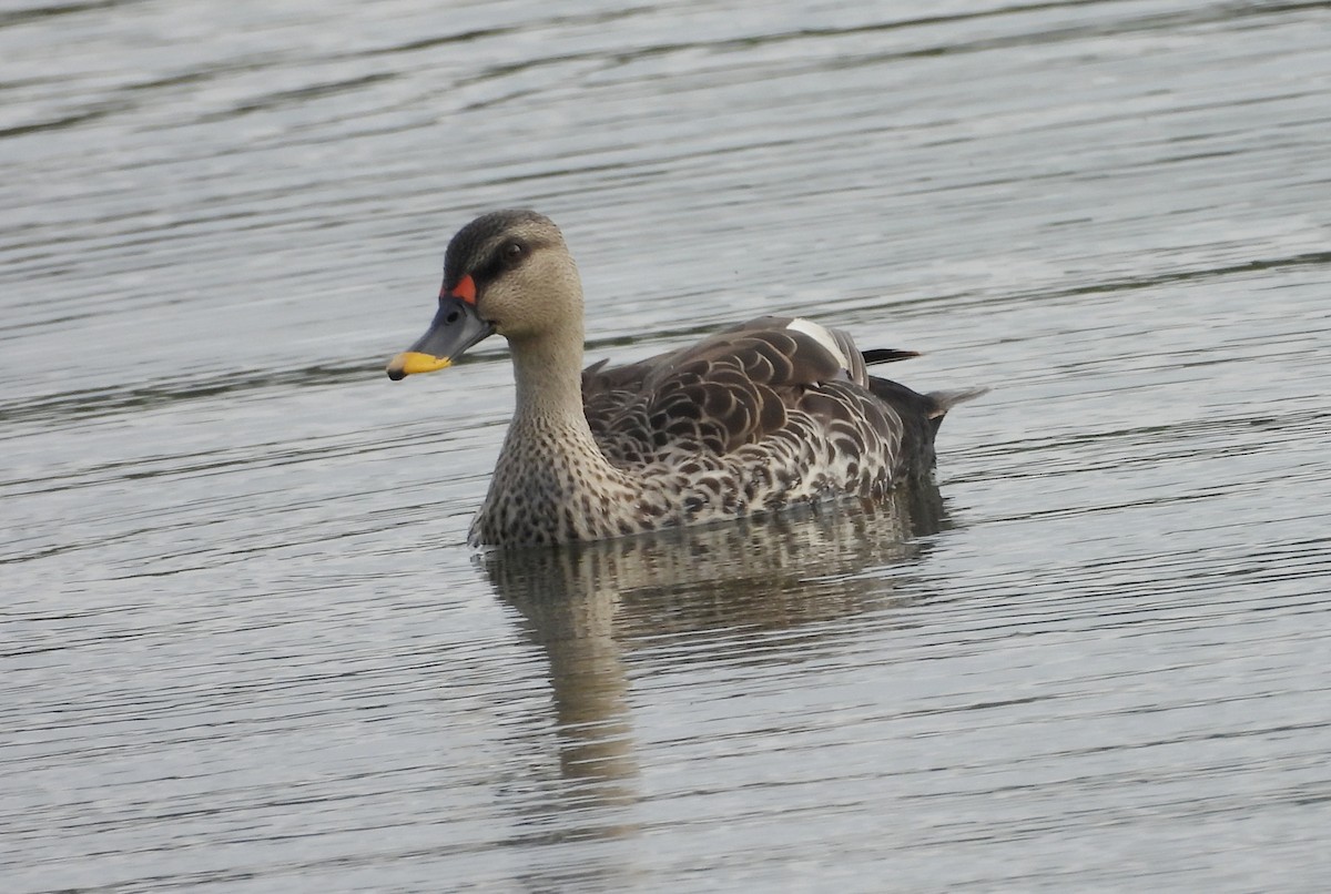 Indian Spot-billed Duck - ML643137600