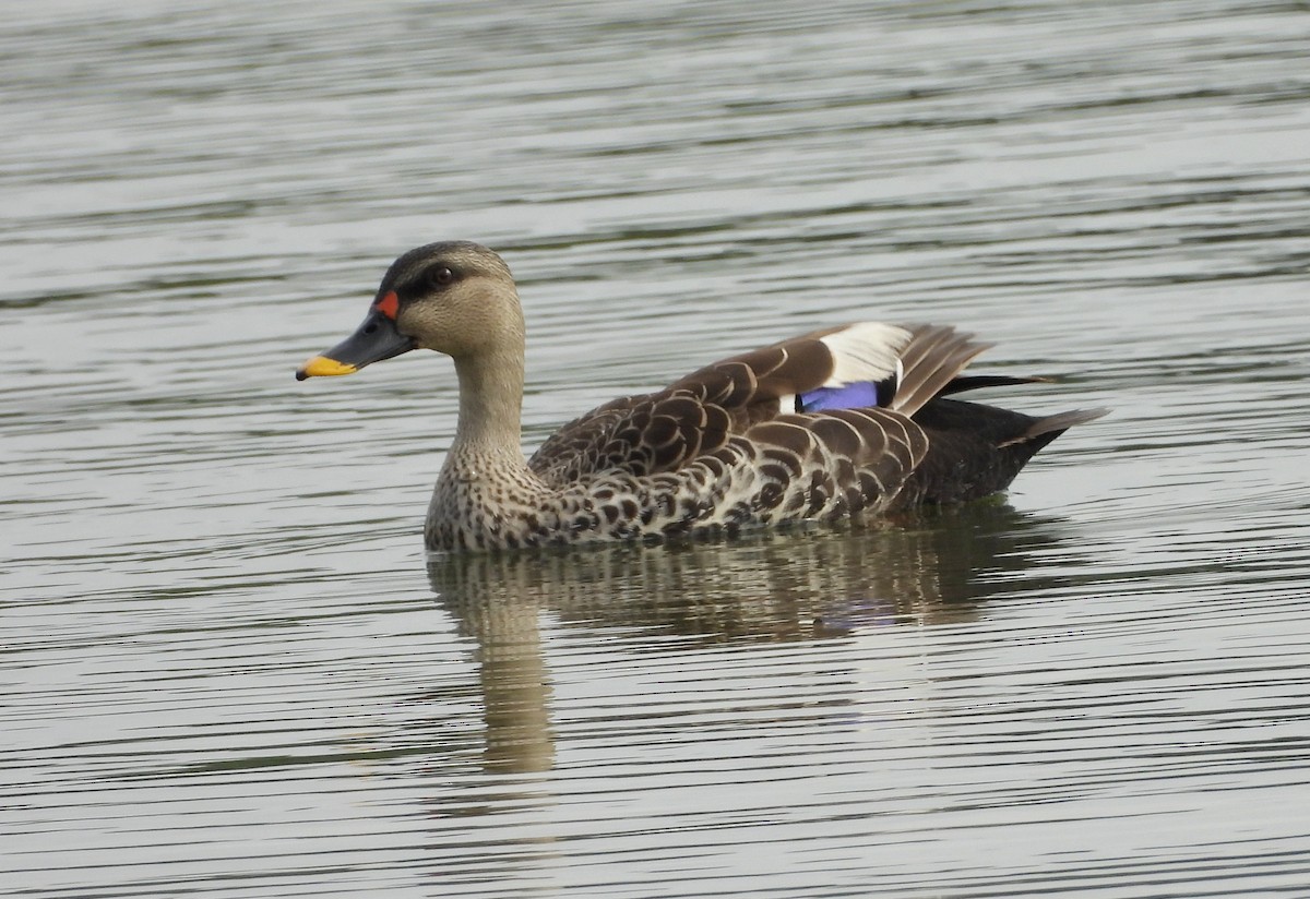 Indian Spot-billed Duck - ML643137601