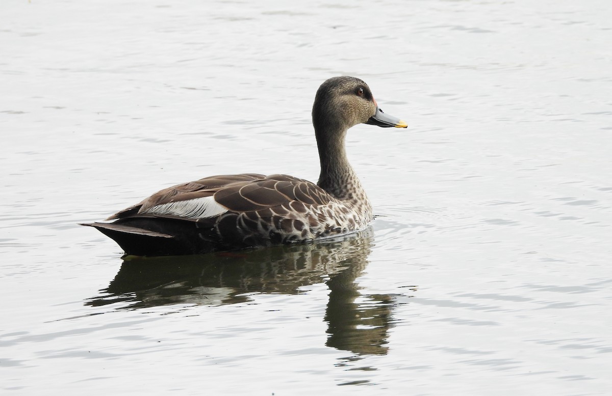 Indian Spot-billed Duck - ML643137603