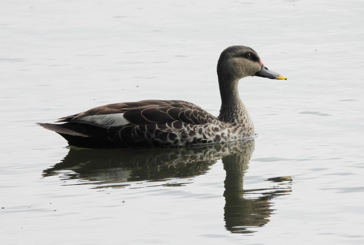 Indian Spot-billed Duck - ML643137604