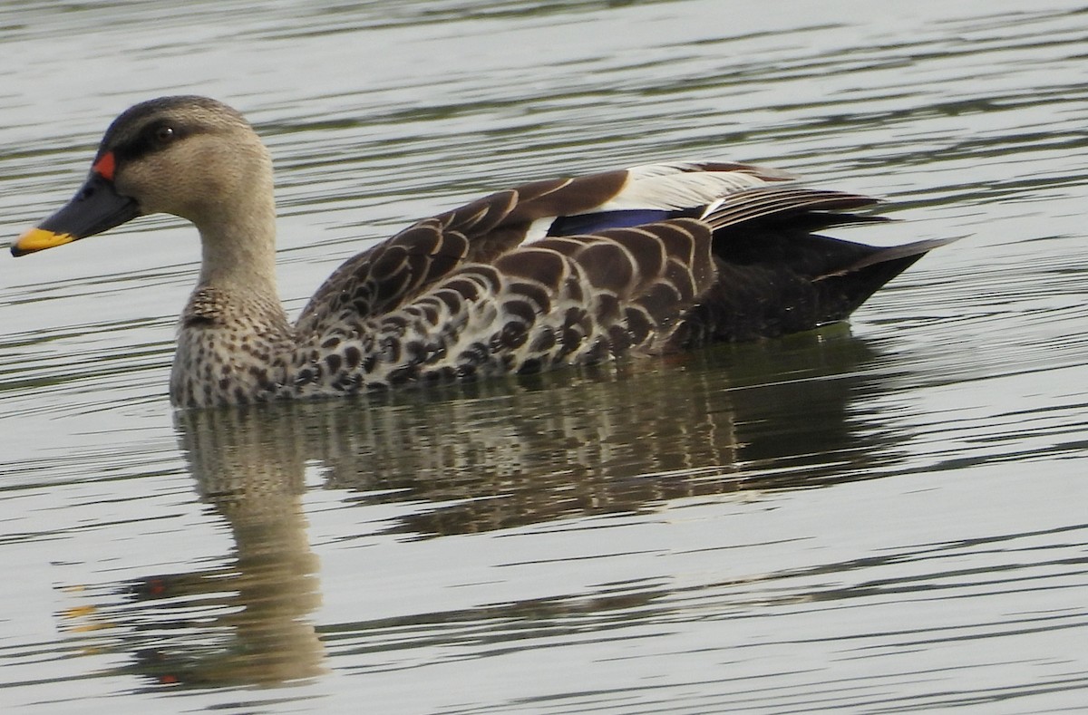 Indian Spot-billed Duck - ML643137605