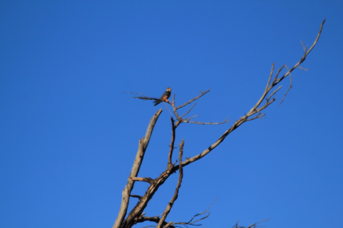 Eurasian Hobby - ML643137609