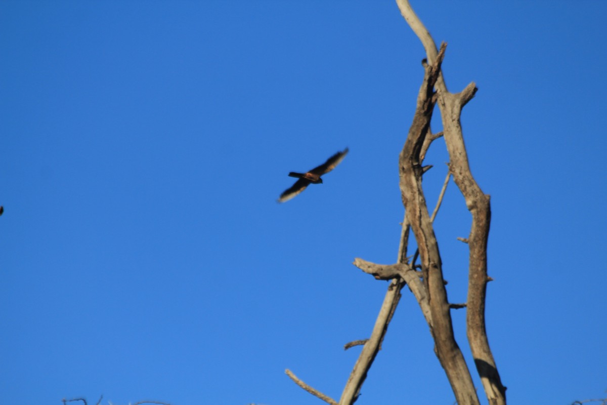 Eurasian Hobby - ML643137610
