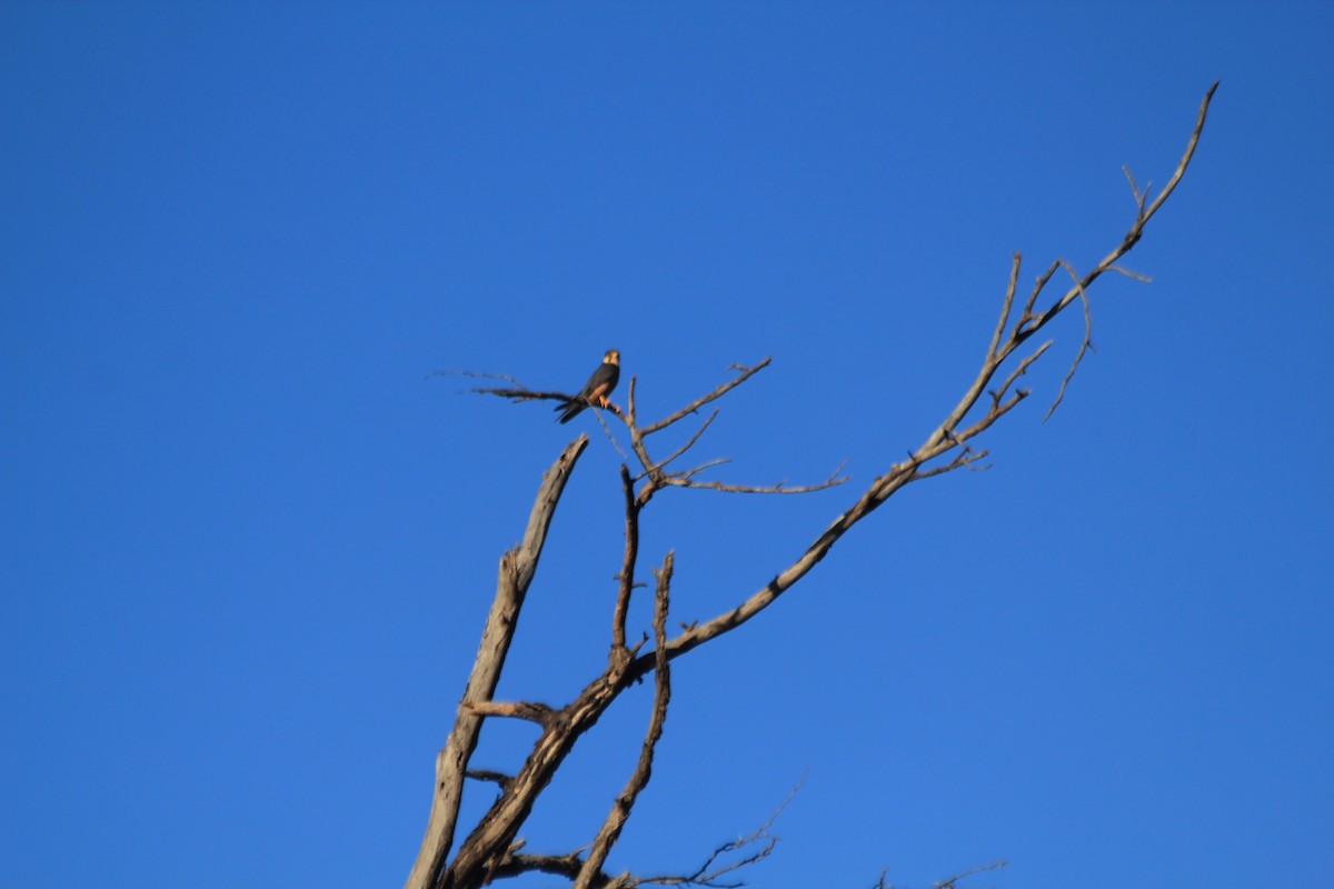 Eurasian Hobby - ML643137611