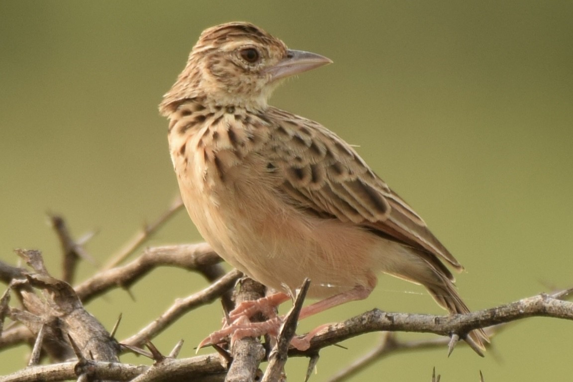 Jerdon's Bushlark - ML643137640