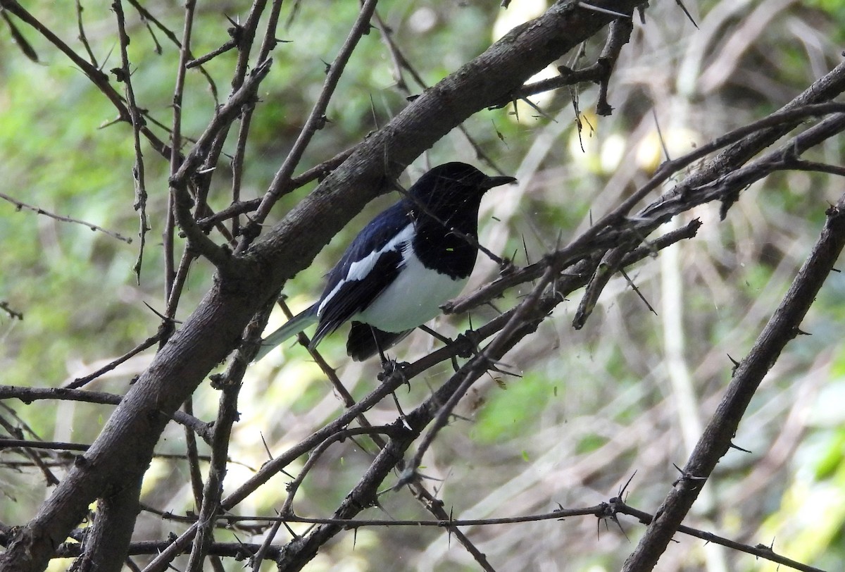 Oriental Magpie-Robin - ML643137715