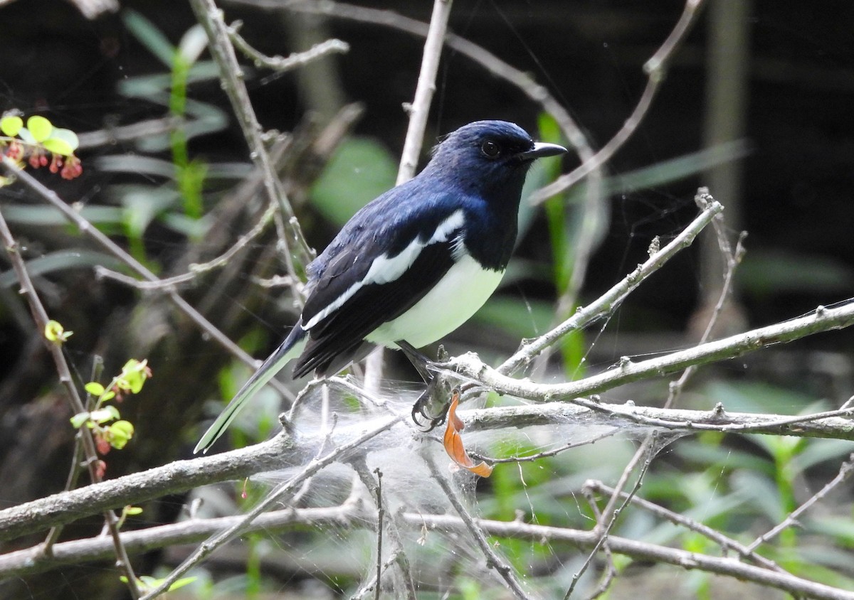 Oriental Magpie-Robin - ML643137716
