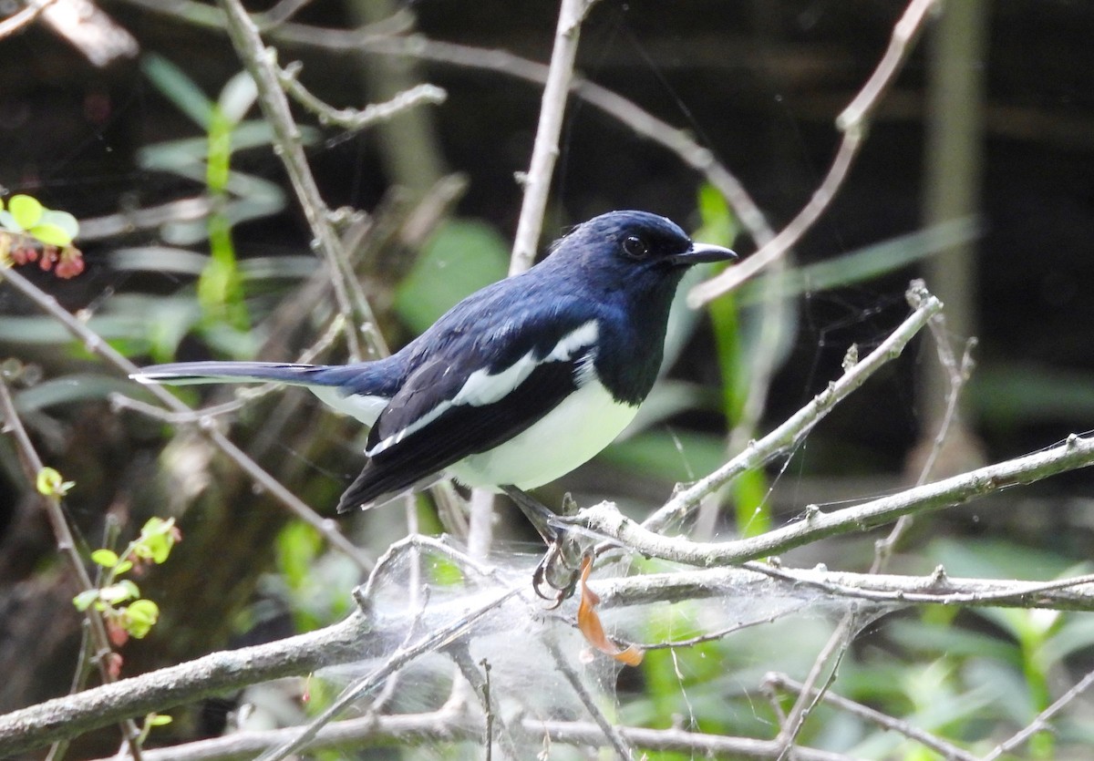 Oriental Magpie-Robin - ML643137717