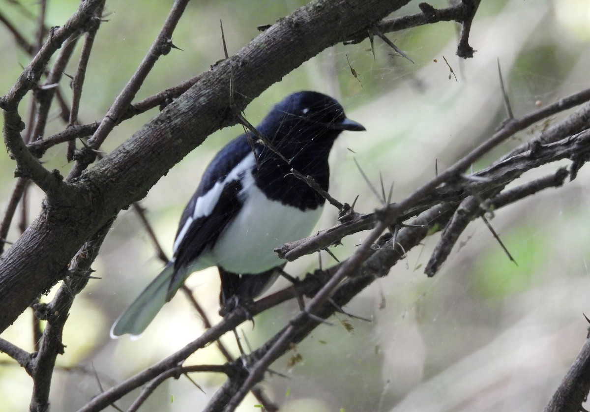 Oriental Magpie-Robin - ML643137718