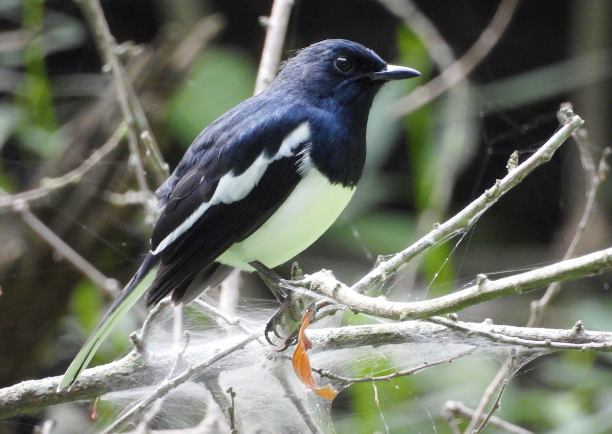 Oriental Magpie-Robin - ML643137719
