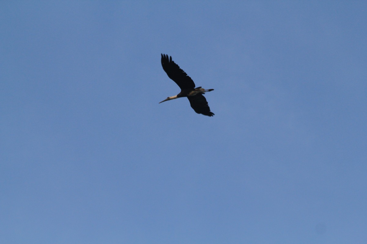 African Woolly-necked Stork - ML643137730