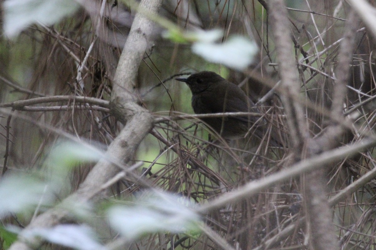 Knysna Warbler - ML643137746