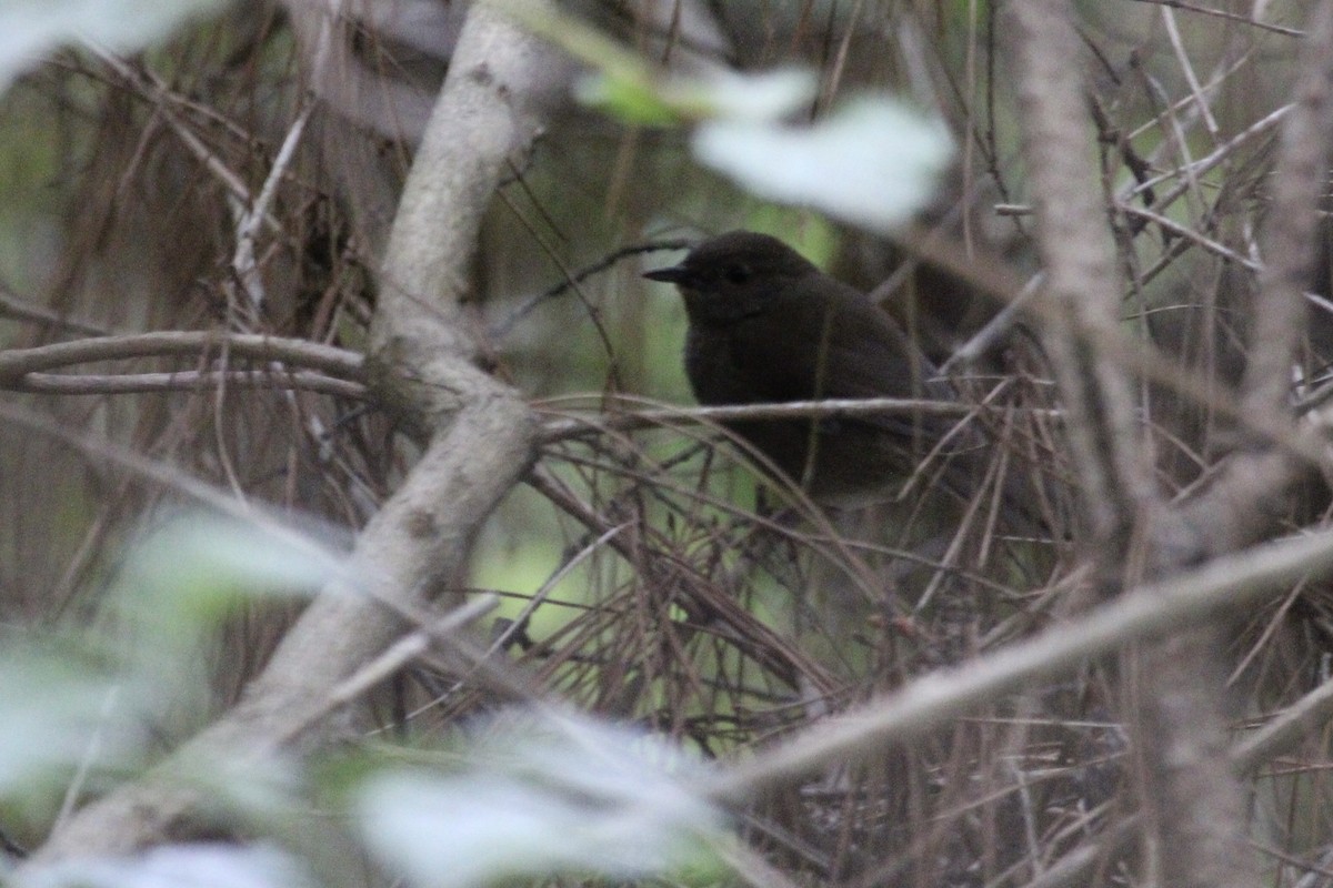 Knysna Warbler - ML643137747