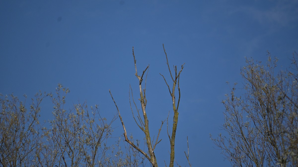 Lesser Spotted Woodpecker - ML643137751