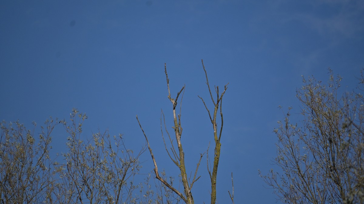 Lesser Spotted Woodpecker - ML643137752