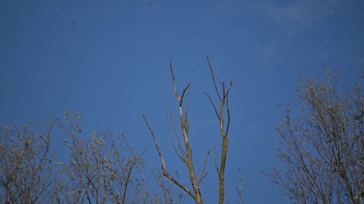 Lesser Spotted Woodpecker - ML643137753