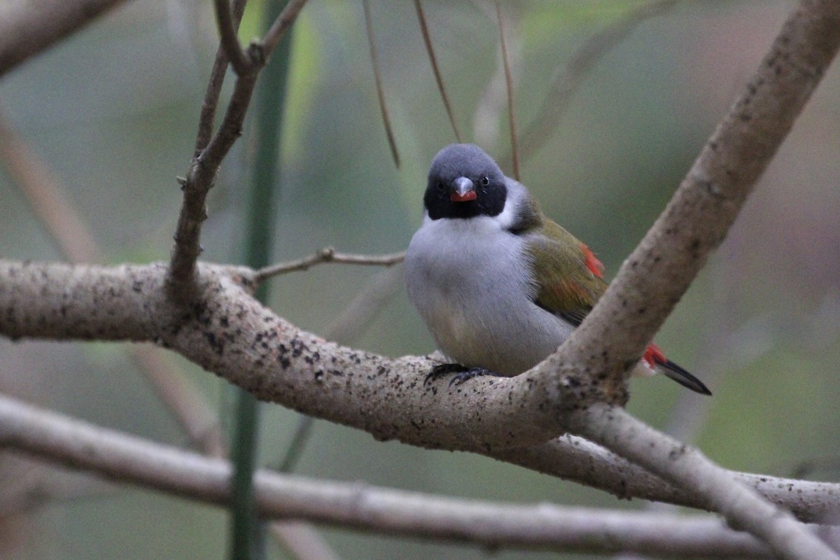 Swee Waxbill - ML643137761