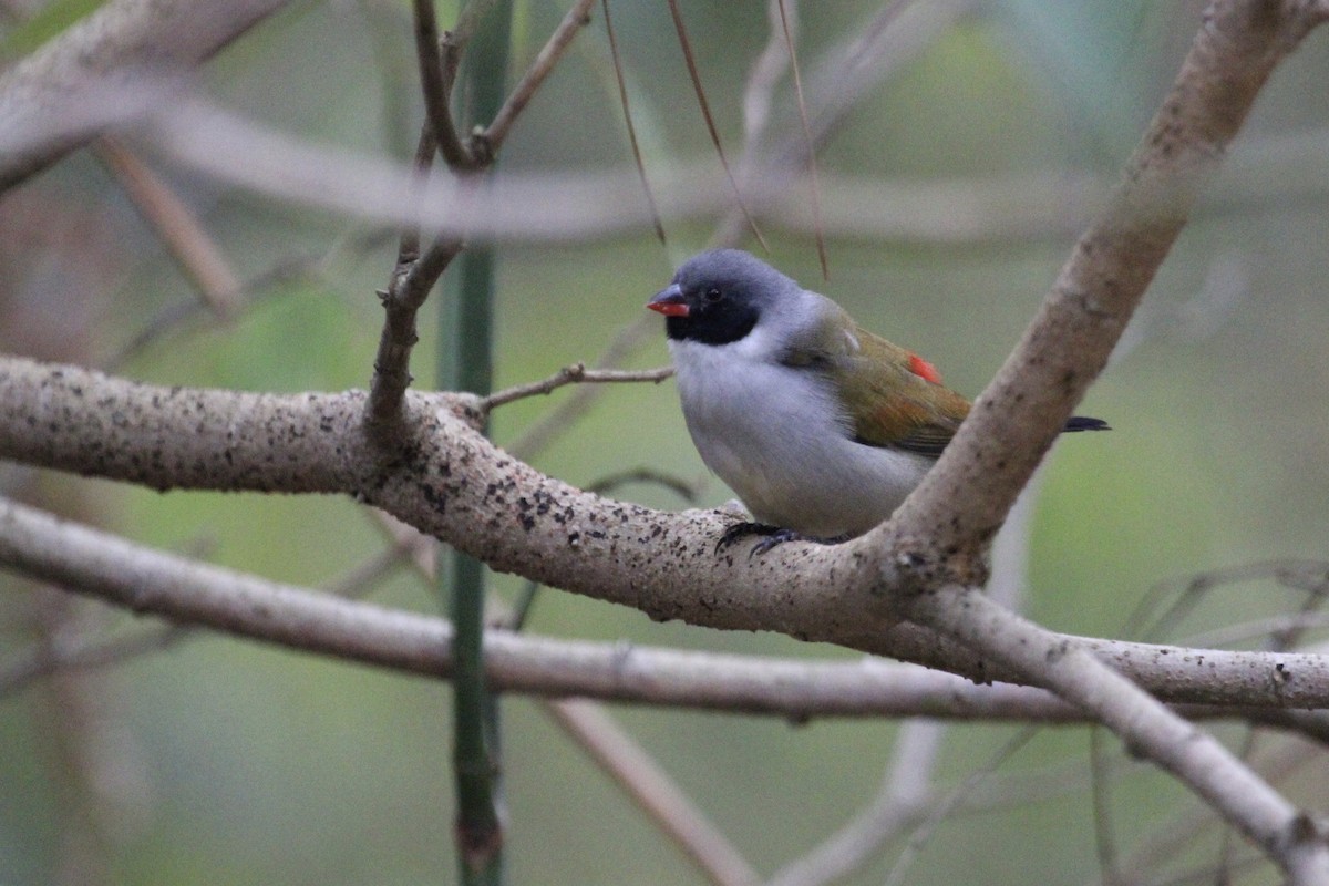 Swee Waxbill - ML643137762