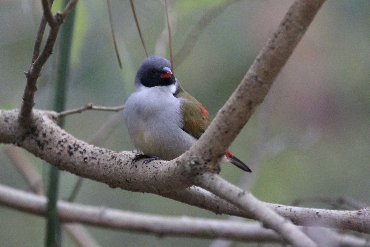Swee Waxbill - ML643137763
