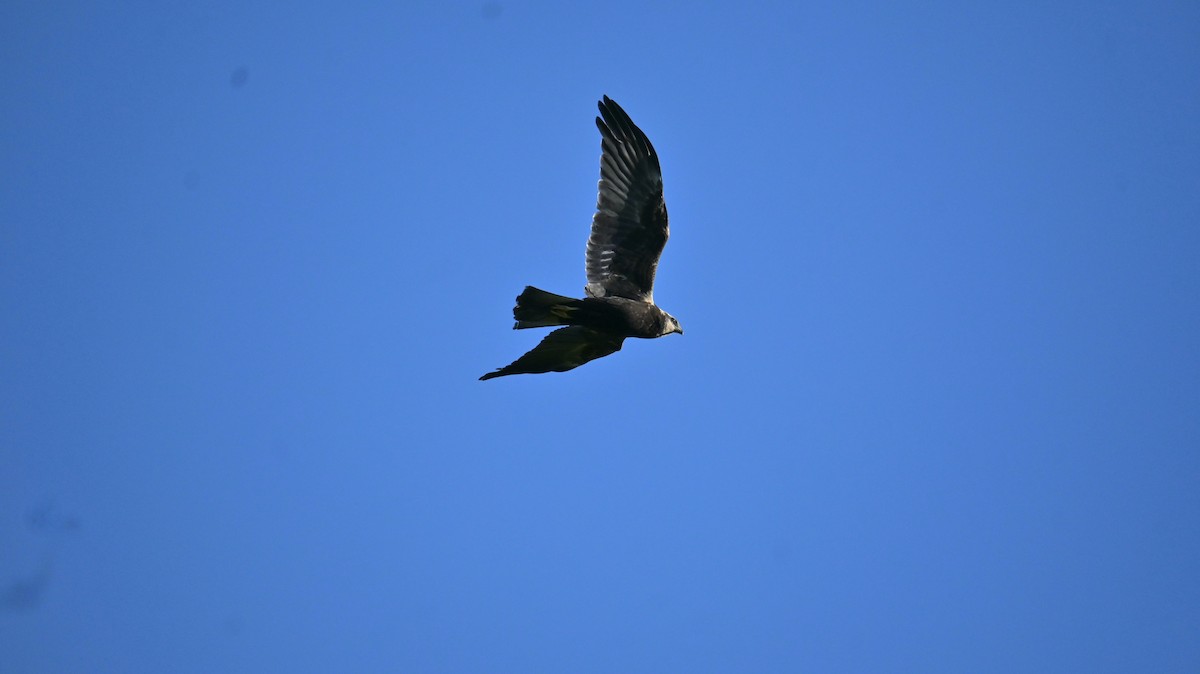 Western Marsh Harrier - ML643137767