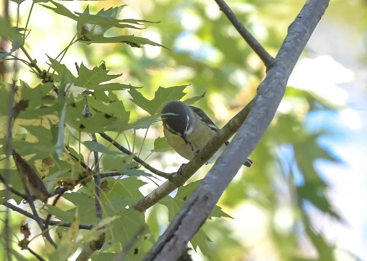 Blue-headed Vireo - Lisa Klepacz