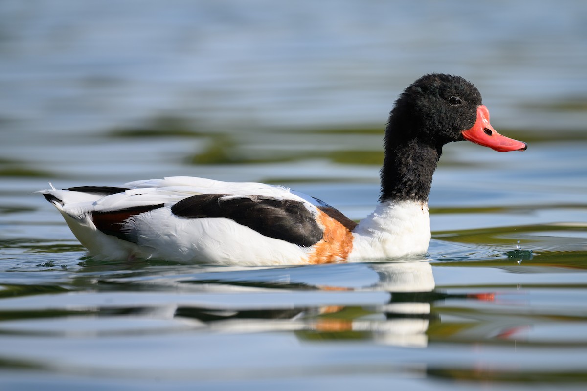 Common Shelduck - ML643137791