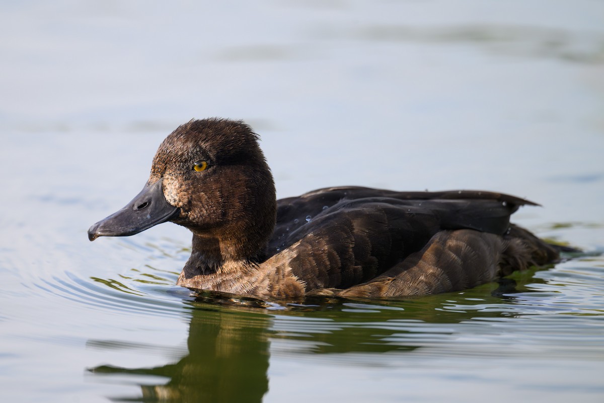 Tufted Duck - ML643137804
