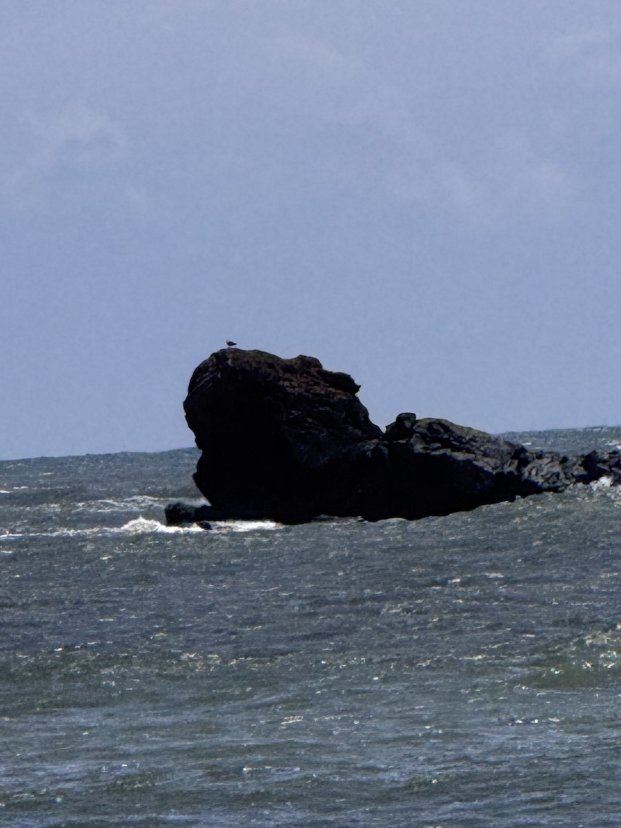 Osprey - ML643137826