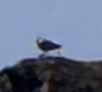 Osprey - ML643137827