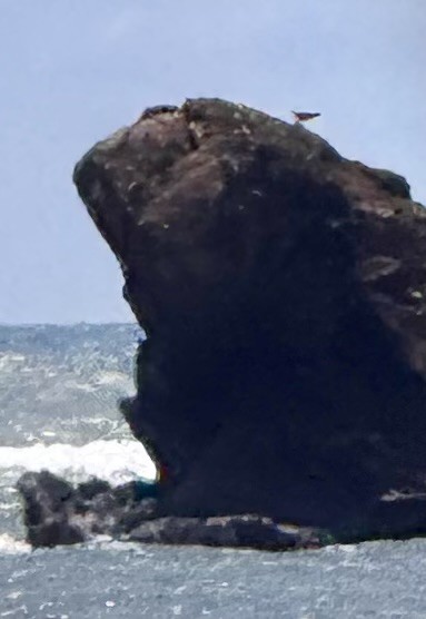 Osprey - ML643137828