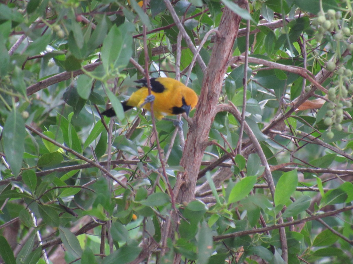 Yellow Oriole - ML643137837