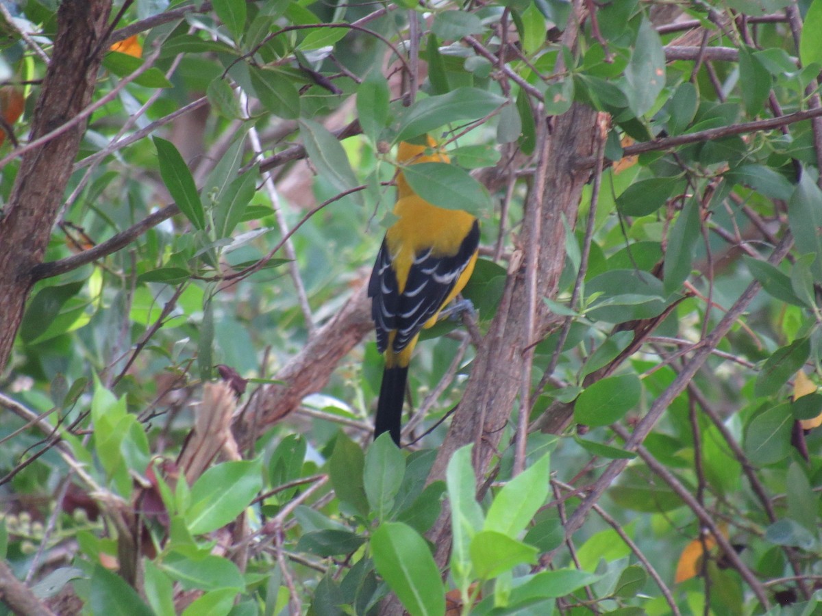 Yellow Oriole - ML643137838
