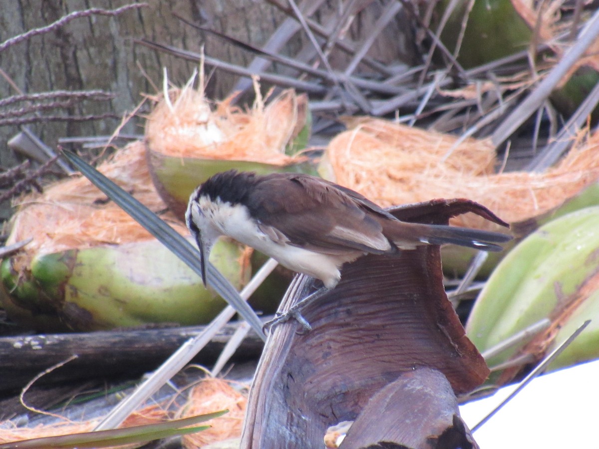 Bicolored Wren - ML643137842