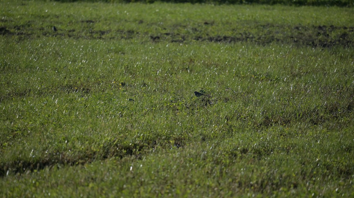 White Wagtail - ML643137854