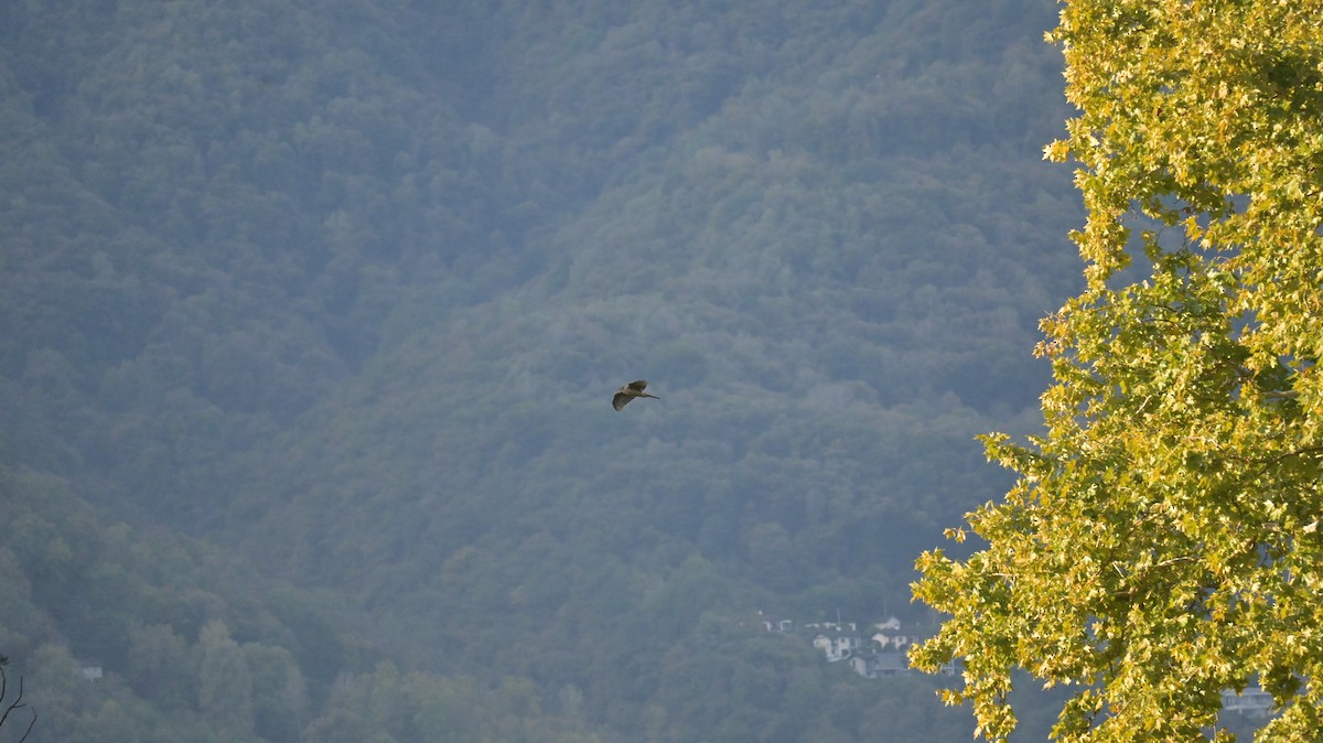 Eurasian Goshawk - ML643137862