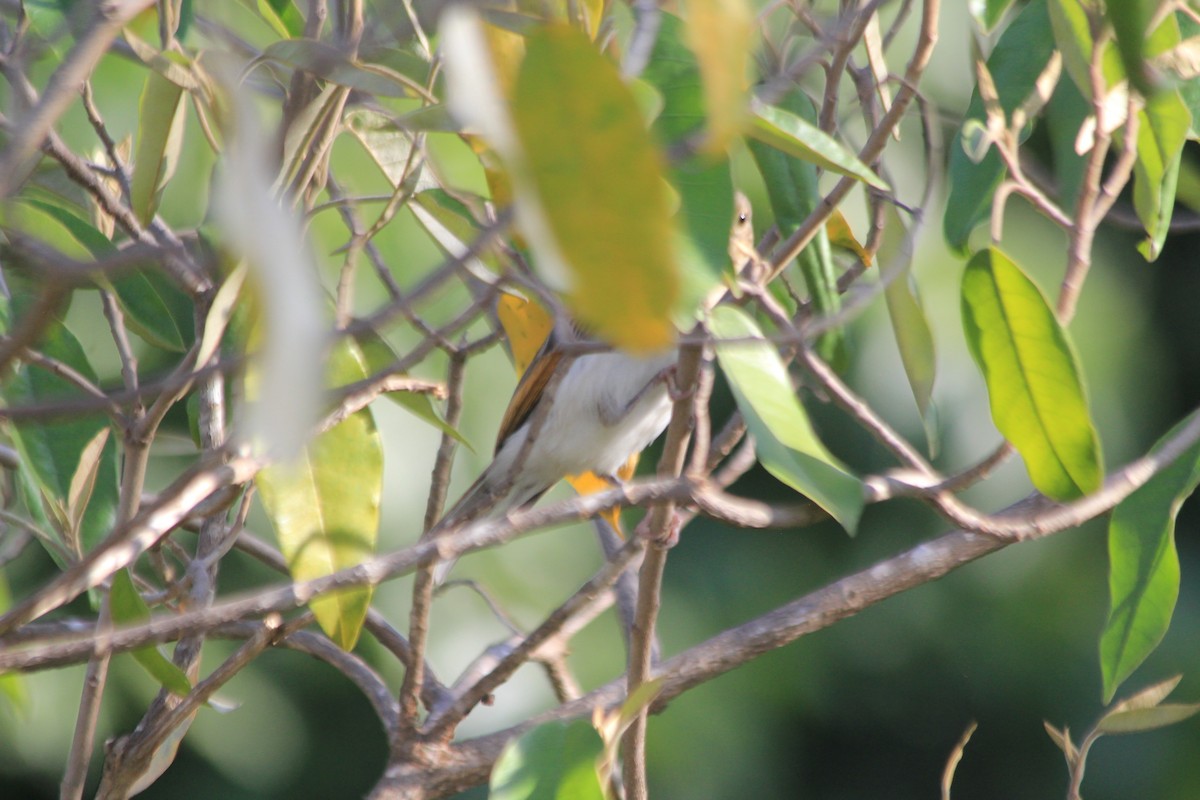 Red-headed Weaver - ML643137864