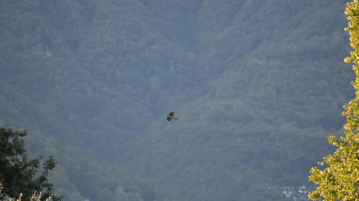 Eurasian Goshawk - ML643137865