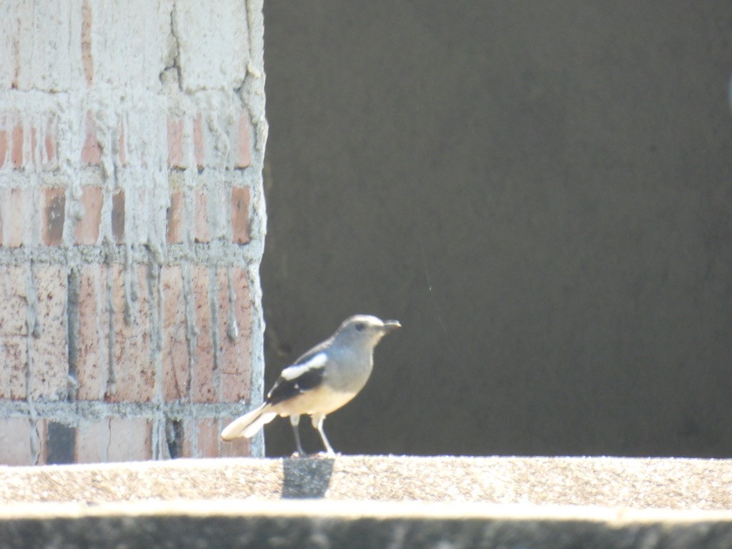 Oriental Magpie-Robin - ML643137869
