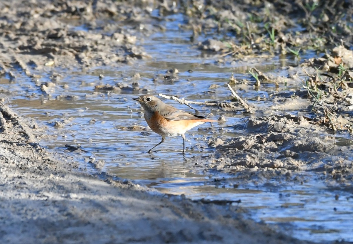 Common Redstart - ML643137870