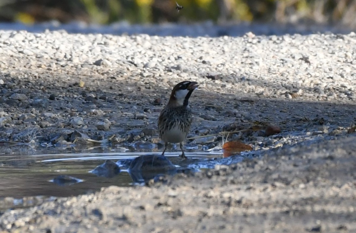 Spanish Sparrow - ML643137876