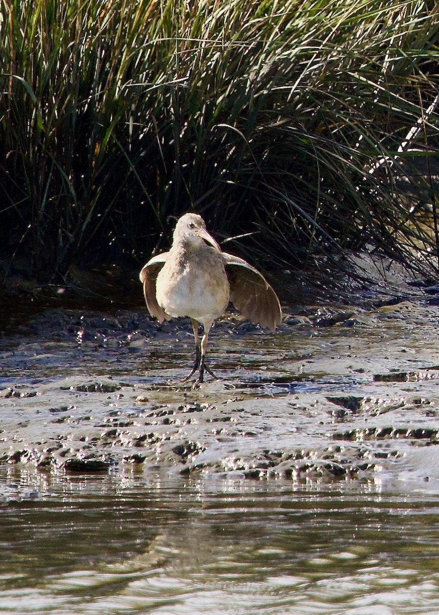 Clapper Rail - ML643137877