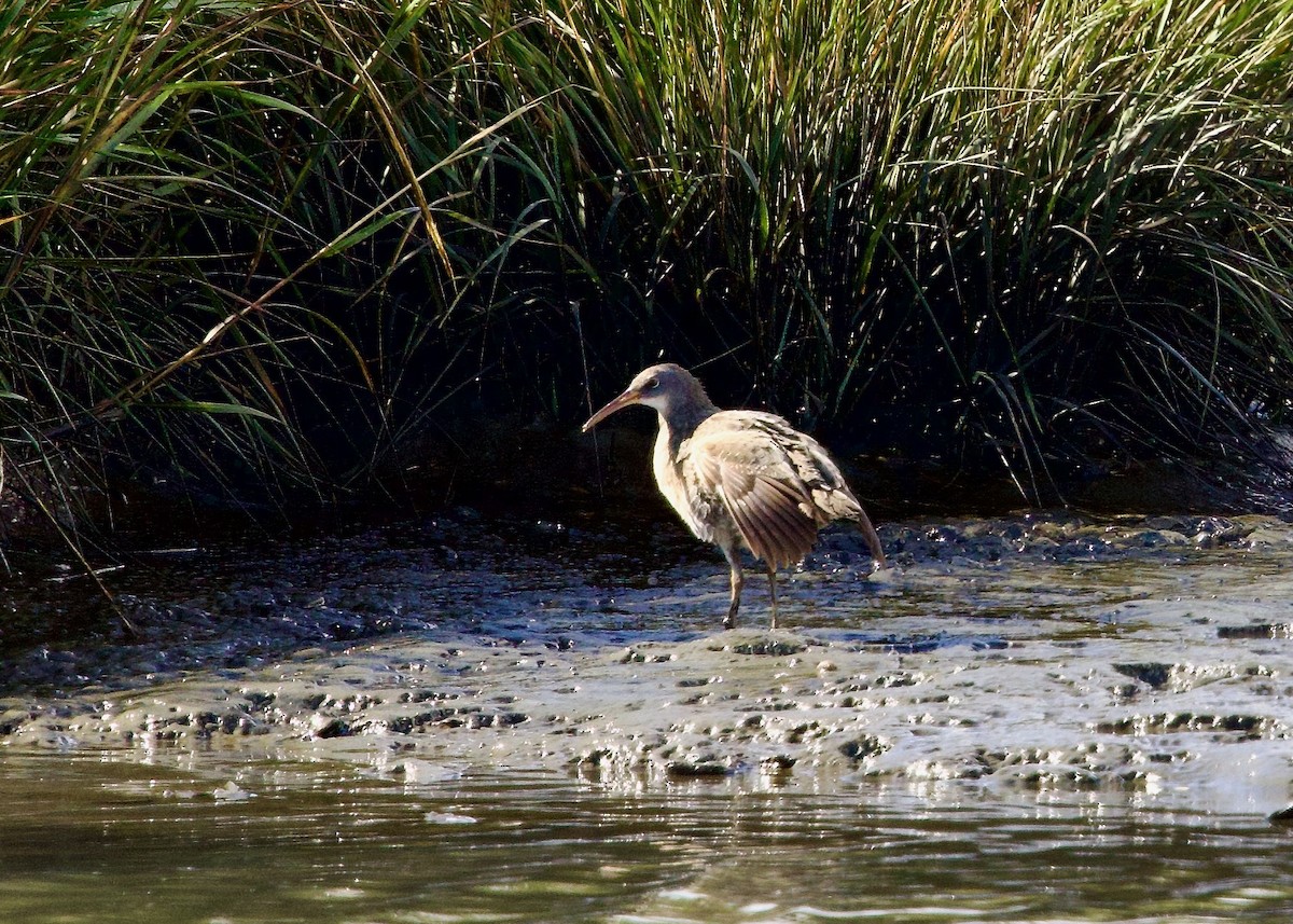 Clapper Rail - ML643137878