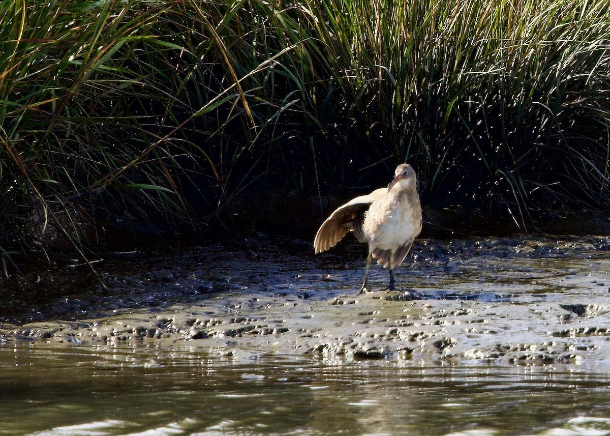 Clapper Rail - ML643137879